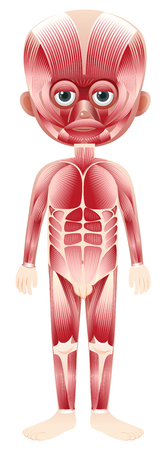 body with muscle overlay illustrationのイラスト素材