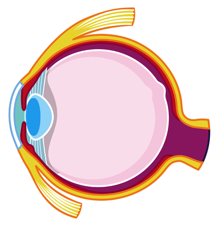 Inside of the eye illustrationのイラスト素材