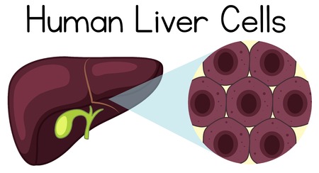 Magnified cells of the human liver illustrationのイラスト素材