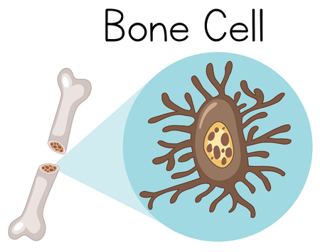 Bone Cell on White Background illustrationのイラスト素材