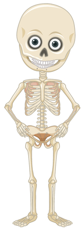 A Human Skeleton on White Background illustrationのイラスト素材