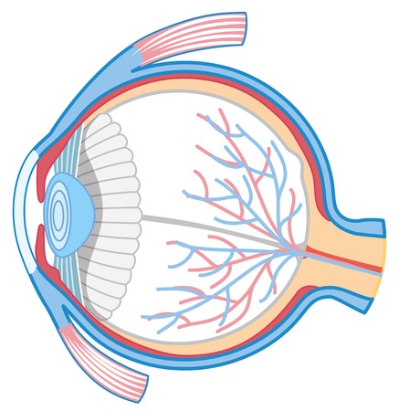 Anatomy of Human Eye illustrationのイラスト素材