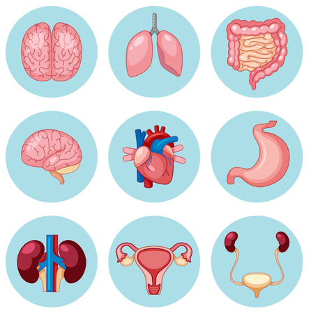 A Set of Human Organs illustrationのイラスト素材