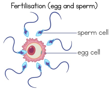 Fertilisation of egg and sperm diagram illustrationのイラスト素材