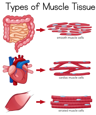 Types of Muscle Tissue illustrationのイラスト素材