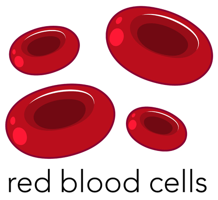 Red Blood Cells on White Background illustrationのイラスト素材