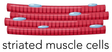 Magnified striated muscle cells  illustrationのイラスト素材
