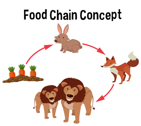 Food chain concept diagram illustrationのイラスト素材
