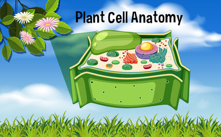 Plant Cell Anatomy Diagram illustrationのイラスト素材