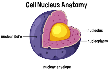 Cell nucleus anatomy diagram illustration