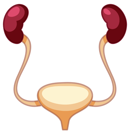 Human Kidney and Bladder System illustrationのイラスト素材