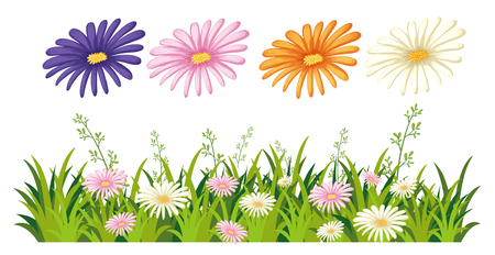 Beautiful daisy flower on white background illustrationのイラスト素材