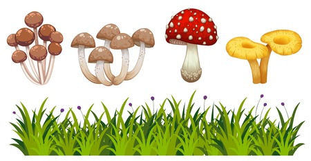 Set of wild mushroom illustrationのイラスト素材