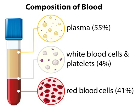 Composition of blood diagram illustrationのイラスト素材