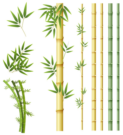 Set of bamboo plant illustrationのイラスト素材