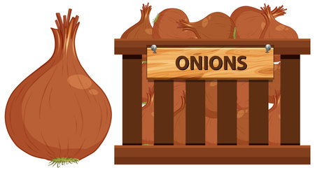 Basket full of onions on white background illustrationのイラスト素材