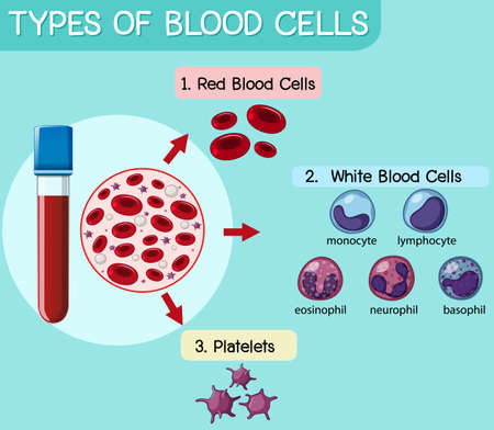 Type of blood cell illustrationのイラスト素材