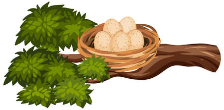 Eggs in the bird nest on tree branch illustrationのイラスト素材