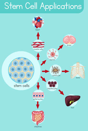 Informative poster of stem cell applications illustrationのイラスト素材