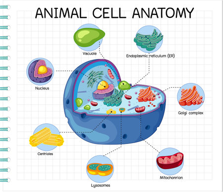 Anatomy of animal cell (Biology Diagram) illustrationのイラスト素材