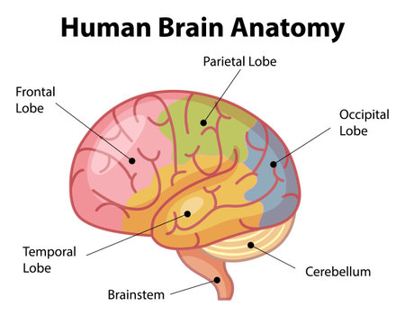 Information poster of human brain diagram illustrationのイラスト素材