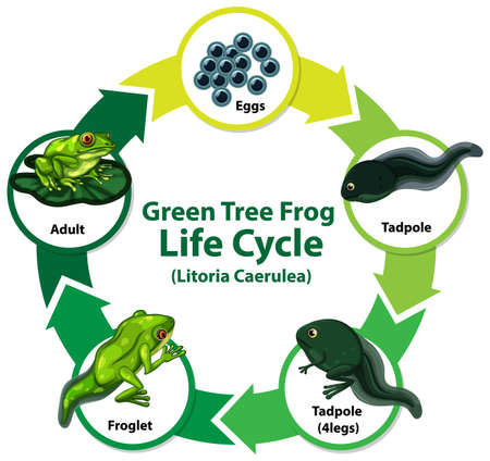 Diagram showing life cycle of Frog illustrationのイラスト素材
