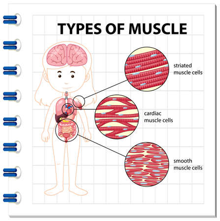 Types of muscle cell diagram illustrationのイラスト素材