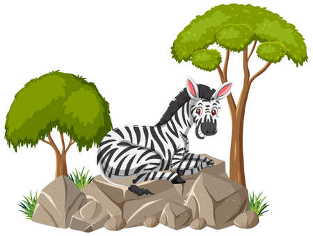 Isolated scene with a zebra laying on stone illustrationのイラスト素材