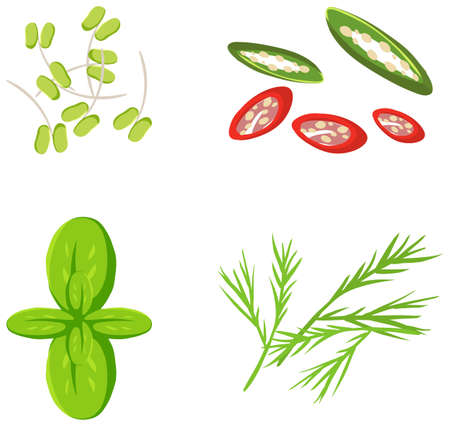 Set of herb for food decoration illustrationのイラスト素材