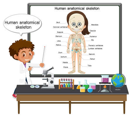 Young doctor explaining human anatomical skeleton illustrationのイラスト素材