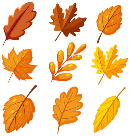 Set of orange autumn plant leaves illustrationのイラスト素材