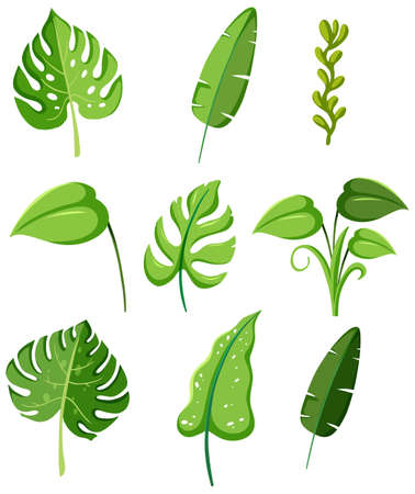 Set of tropical green plant leaves illustrationのイラスト素材
