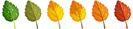 Set of leaves in different season illustrationのイラスト素材