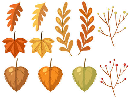 Set of different autumn leaves on white background illustrationのイラスト素材