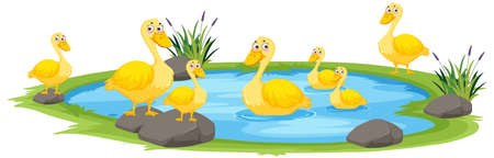 Duck in the pond on white background illustrationのイラスト素材