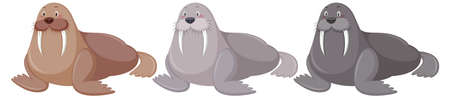 Three walrus in different colours  illustrationのイラスト素材