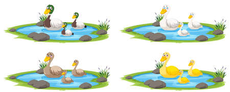 Duck in the pond on white background illustrationのイラスト素材