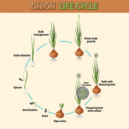 Diagram showing onion life cycle illustrationのイラスト素材