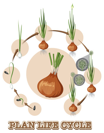 Diagram showing onion life cycle illustrationのイラスト素材