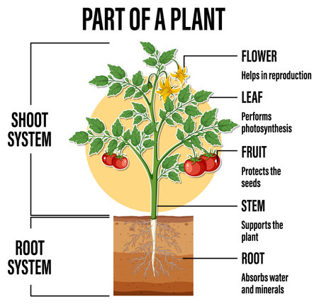 Diagram showing parts of a plant illustrationのイラスト素材