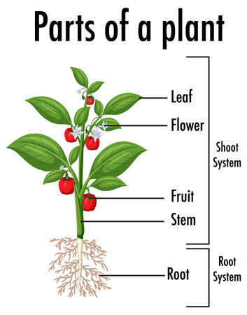 Diagram showing parts of a plant illustrationのイラスト素材