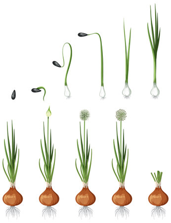 Set of onion plant element isolated illustrationのイラスト素材