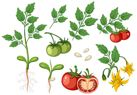 Set of of tomato plant and fruit element isolated illustrationのイラスト素材