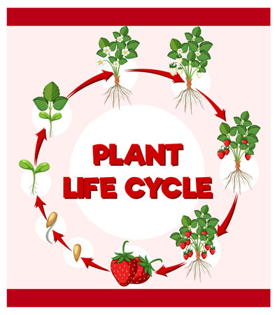 Life cycle of strawberry diagram illustrationのイラスト素材