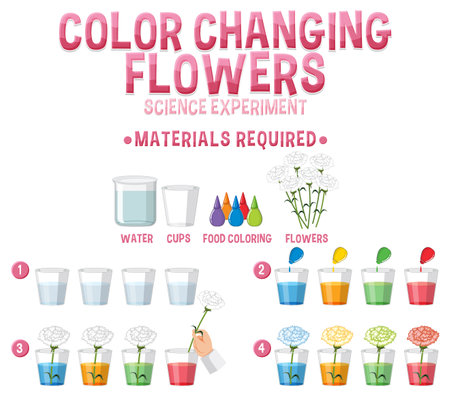 Color changing flowers science experiment illustrationのイラスト素材