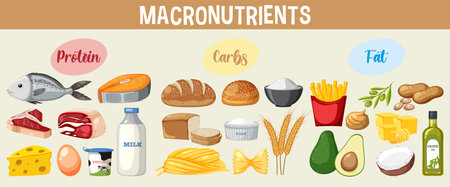 Main food groups macronutrients vector illustrationのイラスト素材