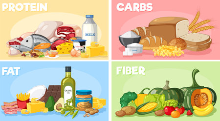 The four main food groups illustrationのイラスト素材