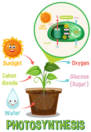 Diagram of Photosynthesis for biology and life science education illustrationのイラスト素材