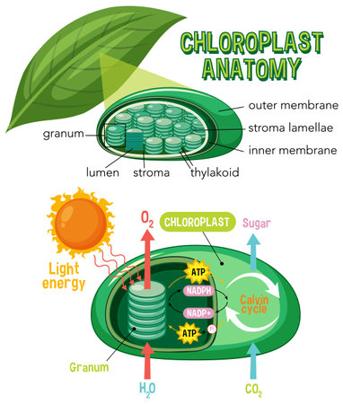 Diagram of Chloroplast Anatomy for Biology and Life Science Education illustrationのイラスト素材