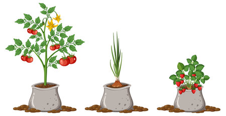 Tomato onion and strawberry plant in soil bag illustrationのイラスト素材